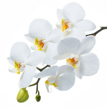 Стол обеденный Танго белый/Орхидея в Нижнем Ингаше - nizhnij-ingash.mebel54.com | фото